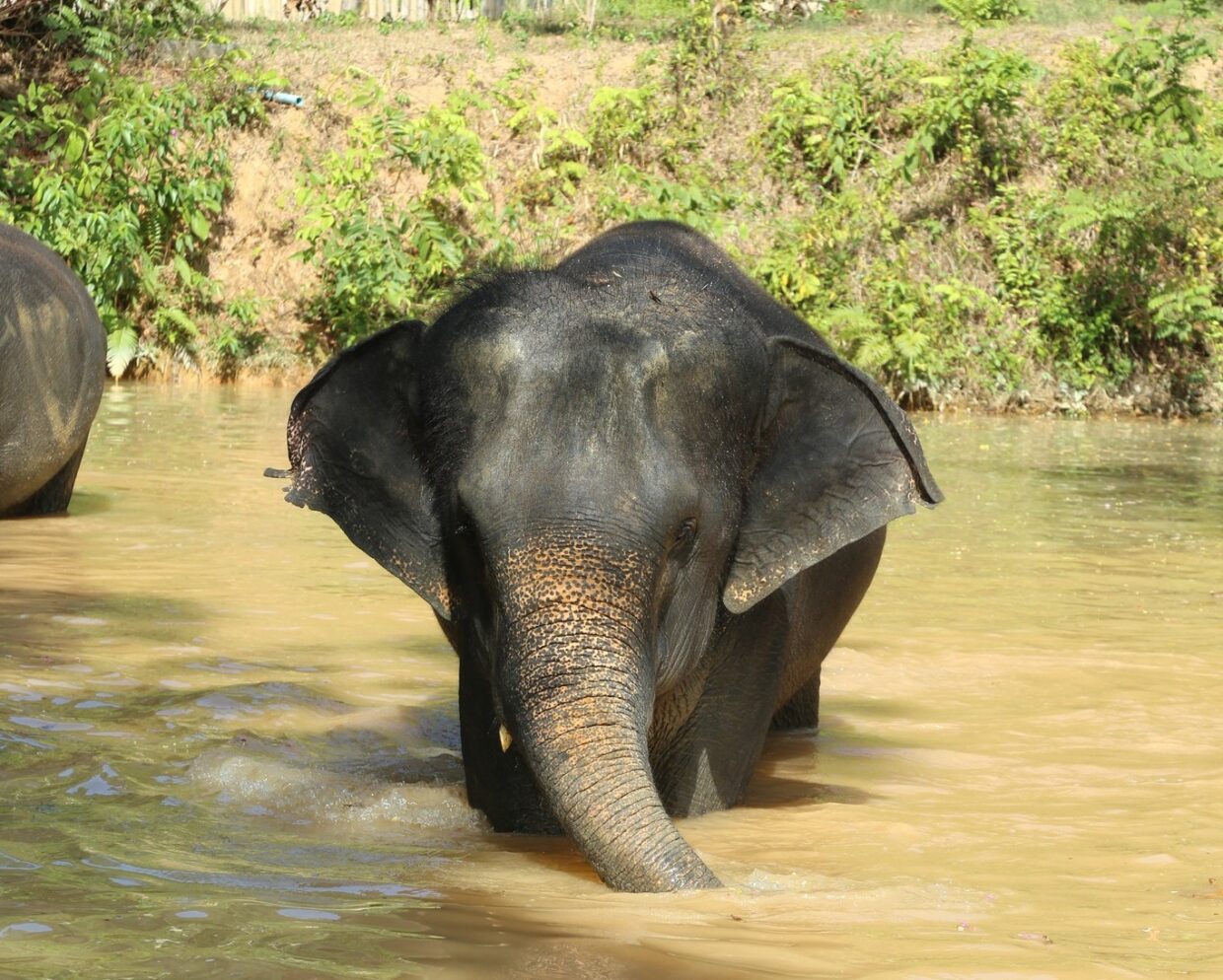 Elephant Jungle Sanctuary4